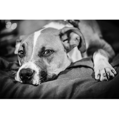 American Pit Bull Terrier par Va103