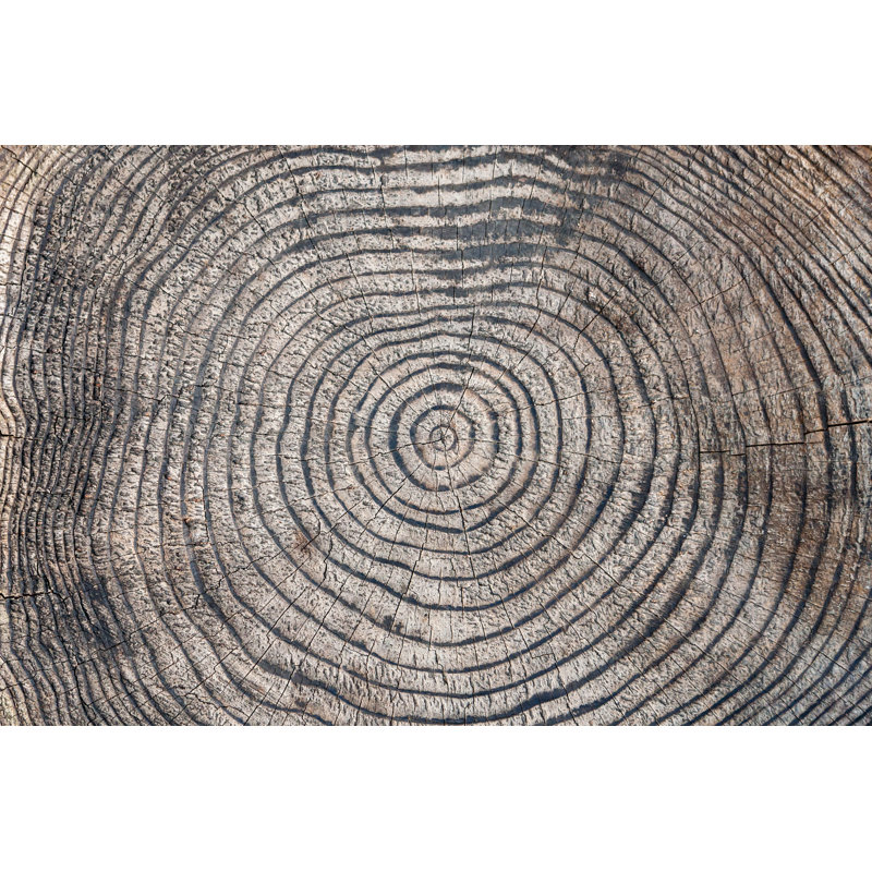 Anneaux d'arbre, H 20 po x l 30 po