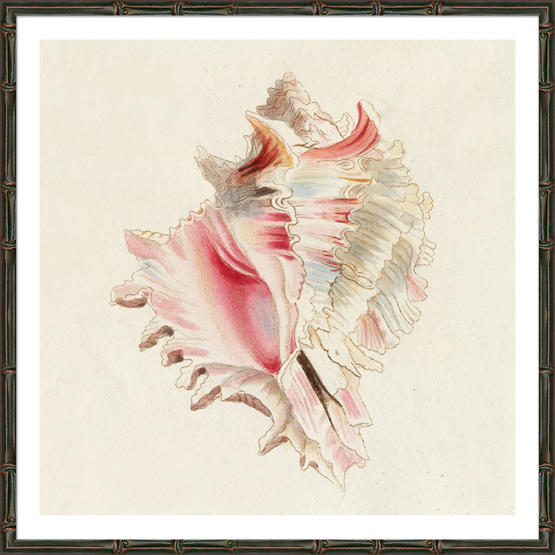 Conch Shell Giclee Print