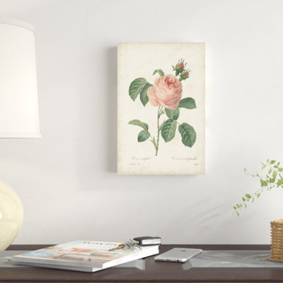 Roses rétro Redoute IV
