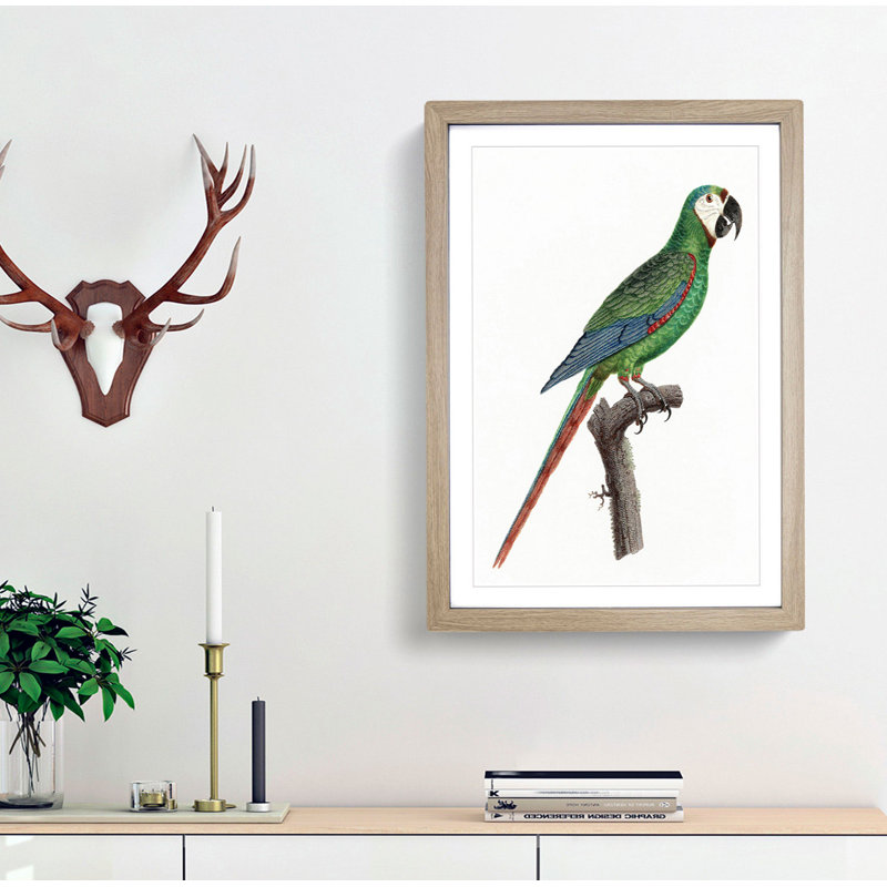 A Blue-Winged Macaw Parrot by F. Levaillant - Framed Print, 63cm H x 45cm W x 2cm D, Oak Framed