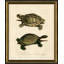 Turtle II Print