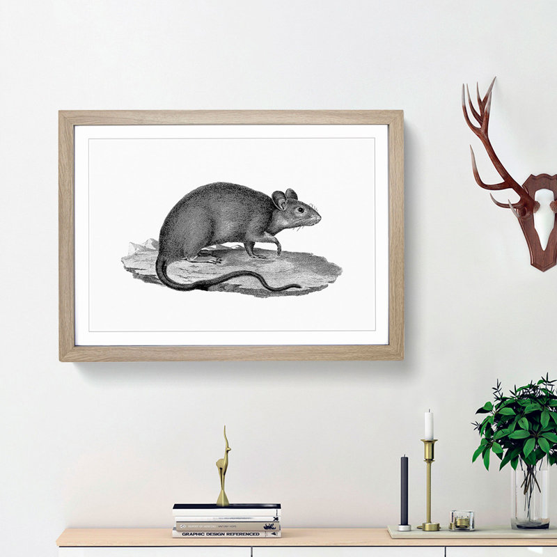 Rat Illustration - Framed Print, Oak Framed, 36cm H x 48cm W x 2cm D