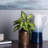 Fabric Dieffenbachia Arrangement
