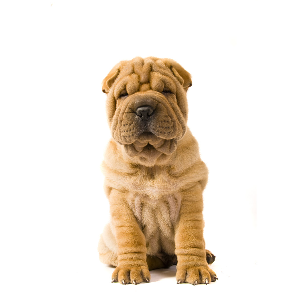 Leinwandbild Sharpei Dog von Getty Images