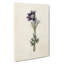 Illustration of a Purple Pasqueflower - Wrapped Canvas-55360003