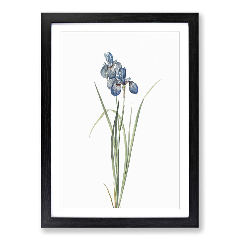 Iris Pratensis by Pierre-Joseph Redoute - Single Picture Frame Painting, 24cm H x 33cm W x 2cm D, Black