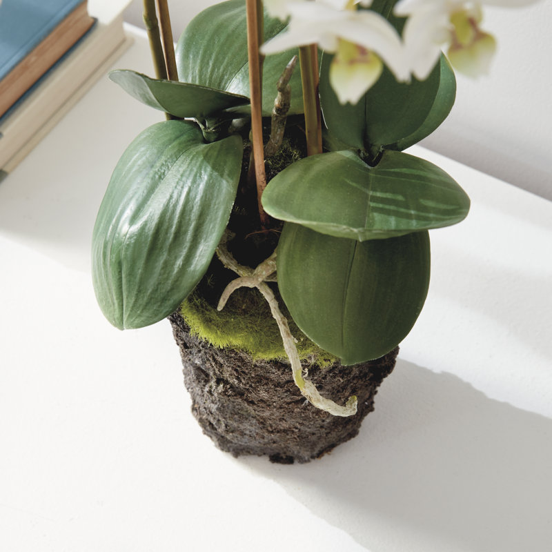 Conservatory Phalaenopsis Drop-in, White
