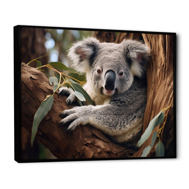 Australie, Koala Haven I, reproduction d'art sur toile, Cadre flottant noir, H 30 po x l 40 po x P 1,5 po