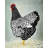 Wyandotte Hen Rustic Framed Canvas - Farm Animal Decor