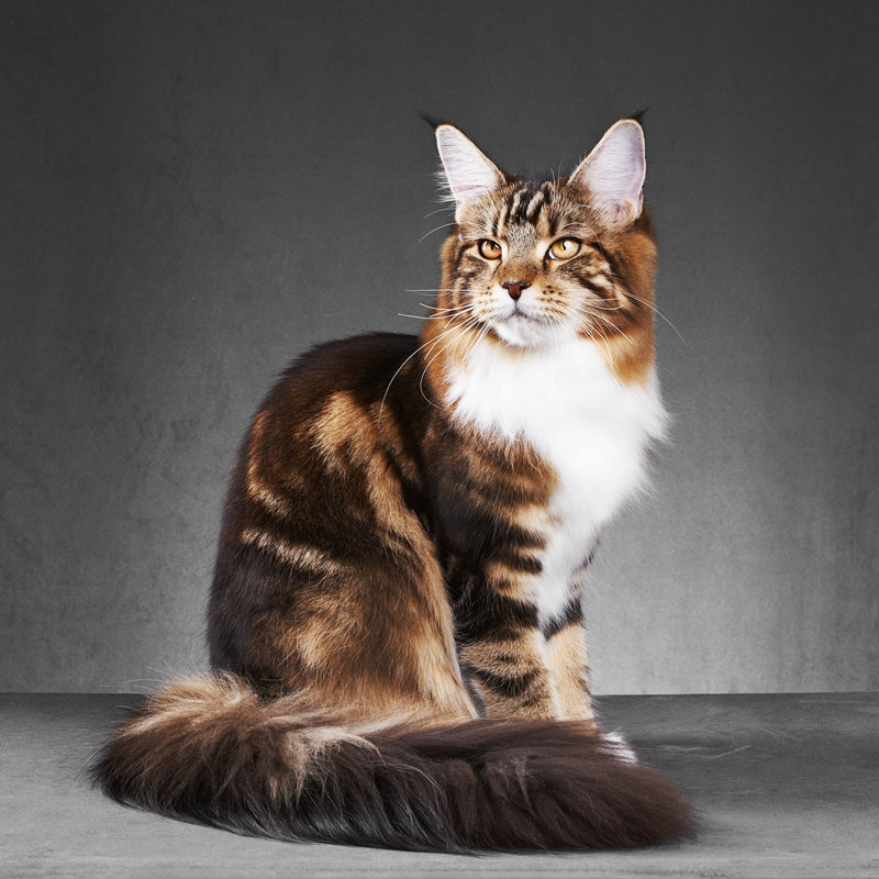 Maine Coon Cat - Wrapped Canvas Print, 76cm H x 76cm W x 3.8cm D