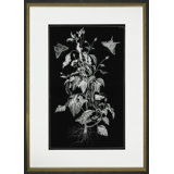 Butterfly Botanical II Print