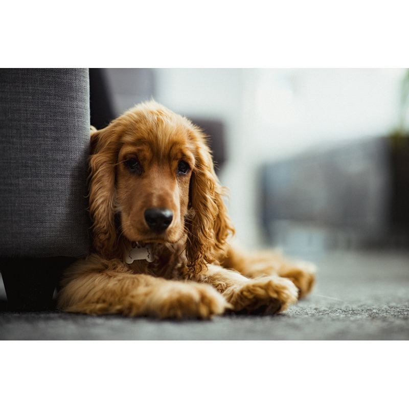 Un adorable chiot cocker de Solstock, H 24 po x l 36 po