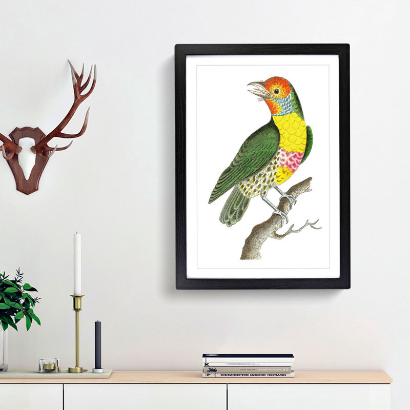 Mayna Barbet Bird by George Shaw - Picture Frame Painting Print, 48cm H x 36cm W x 2cm D, Black Framed