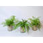 Plant in Glass Jar
