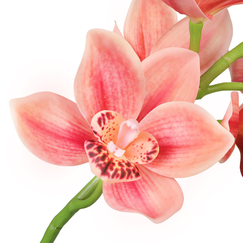 Tige d'orchidée Cymbidium, Rose corail
