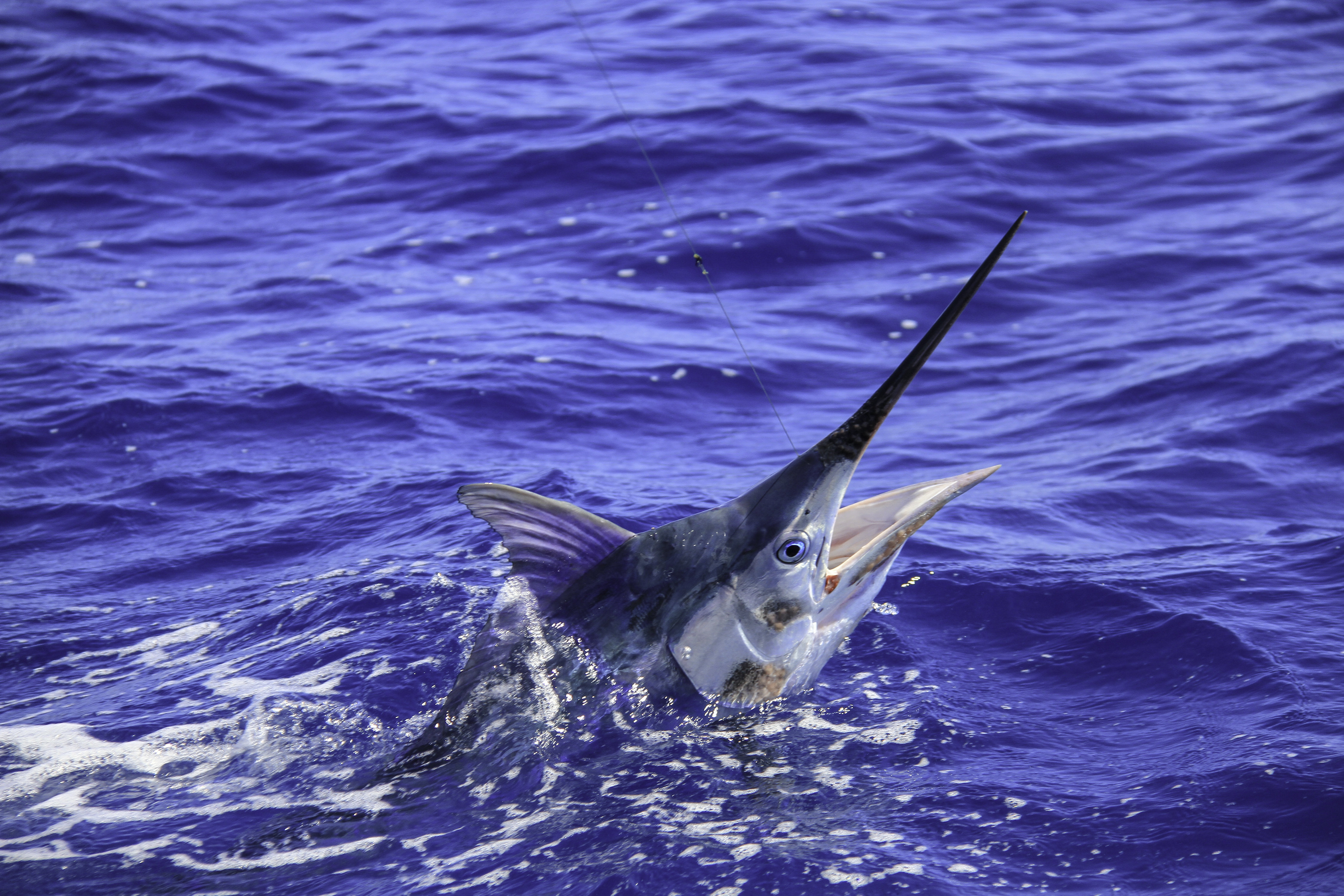 Highland Dunes Juvenile Black Marlin - Wayfair Canada