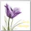 Smile Always Tulip - Wrapped Canvas Print-346346267