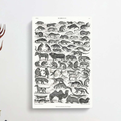 Study Of Mammals LIV by Oliver Goldsmith - Wrapped Canvas