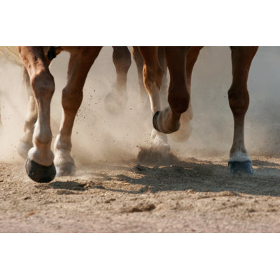 Hoof Dust - Wrapped Canvas Photograph