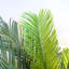 4,5 pi Jardinière Cycas