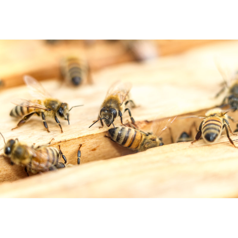 Bees - Wrapped Canvas Print, 30cm H x 46cm W x 3.8cm D