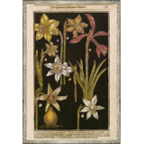 Black Background Botanicals Print by Soicher Marin Archives