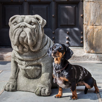 Antique Bulldog Statue