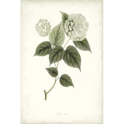 Sage Botanical I 1 Piece Wrapped Canvas Painting