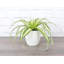 Live Spider Plant in Classic Pot-49662203