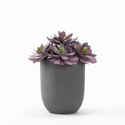 Très grand Echeveria givré dans un pot à fleurs rond en résine