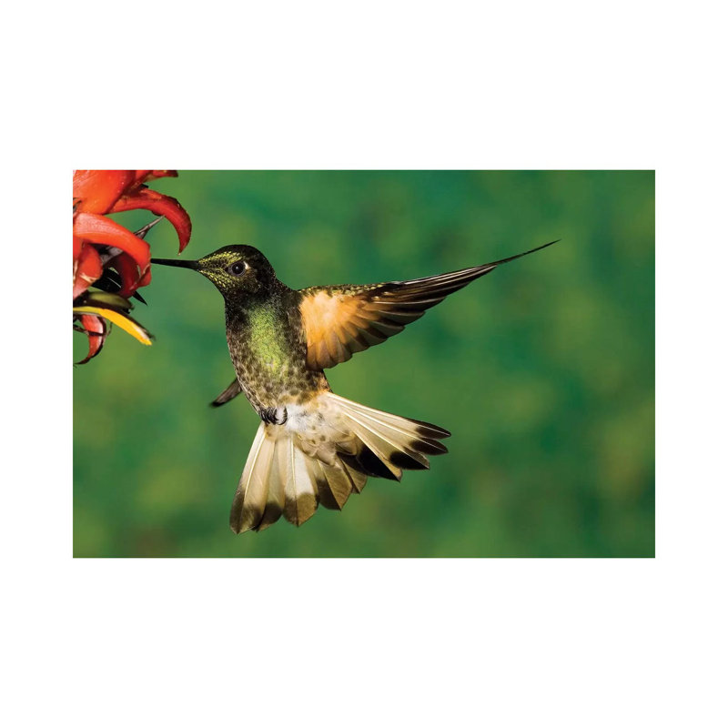 Buff-Tailed Coronet Hummingbird Feeding On Flower by Tom Vezo - Wrapped Canvas Print, 20.32 cm H x 30.48 cm W