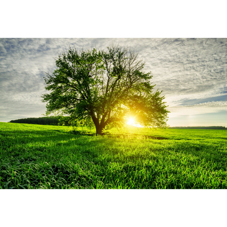 Spring Field by Misha Kaminsky - Wrapped Canvas Print