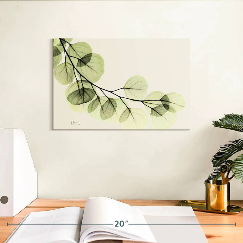 Eucalyptus Harnek Mint, H 8 po x l 12 po