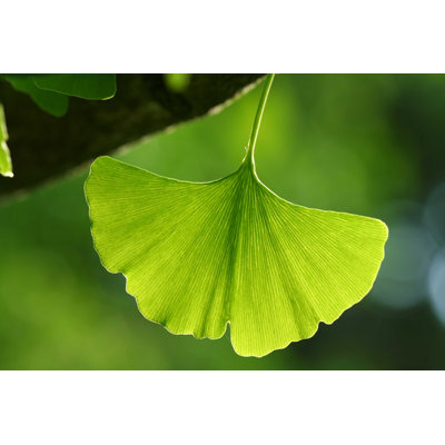 " Ginkgo Leaf "
