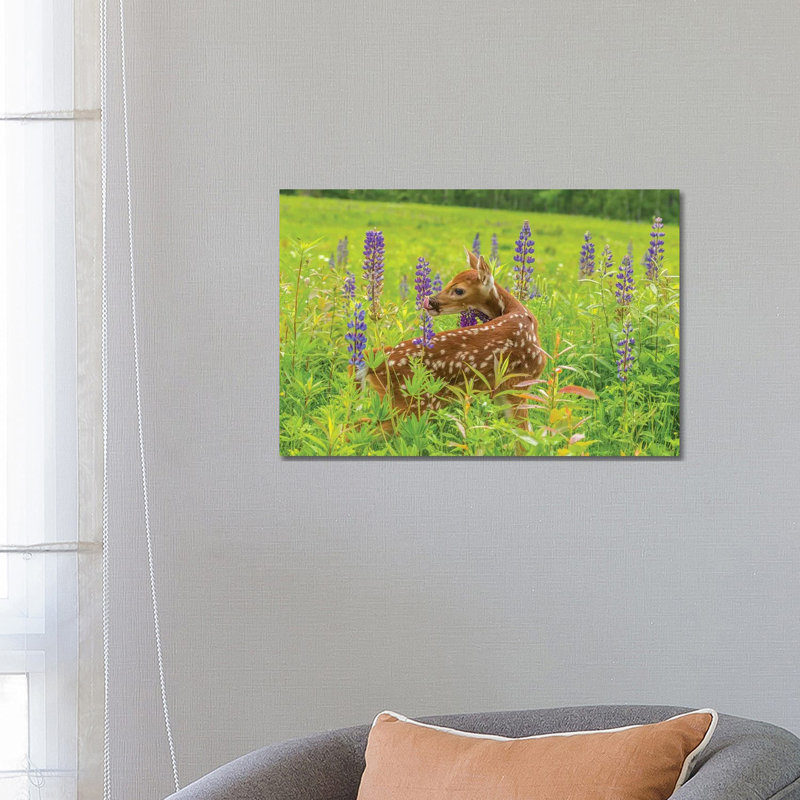 USA, Minnesota, Pine County. Captive Fawn. by Jaynes Gallery - Wrapped Canvas Gallery-Wrapped Canvas Giclée