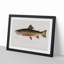 Male Brook Trout by Sherman F. Denton - Framed Print-55576754-55576753