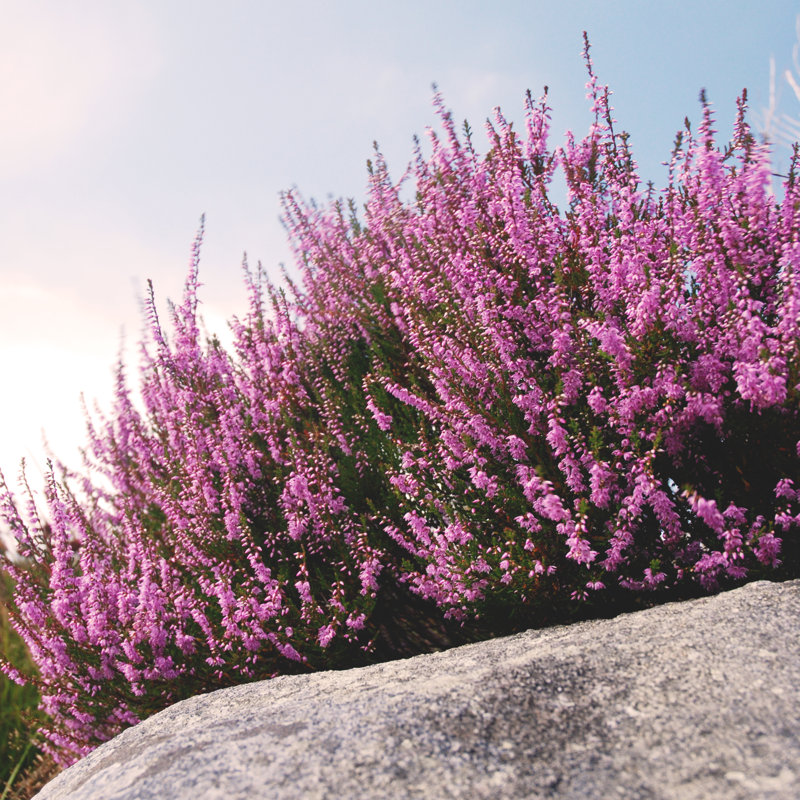 Heather In Sunlight by Cezzar1981 - Wrapped Canvas Print, 122cm H x 122cm W