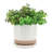 Balmer Ceramic Saucer Planter with Ribbed Texture-2120804519-2120804513
