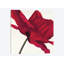 « papaver i », impression sur toile-29483334-73651471-73651466