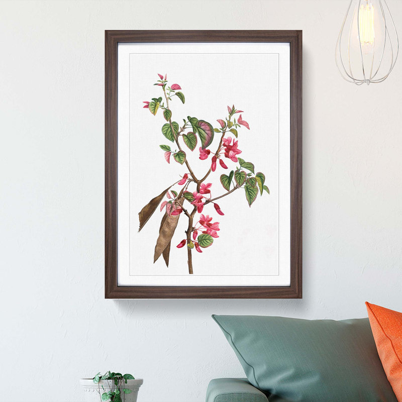 Pink Judas Tree Flowers by Pierre-Joseph Redoute - Picture Frame Painting Print, Walnut Framed, 48cm H x 36cm W x 2cm D