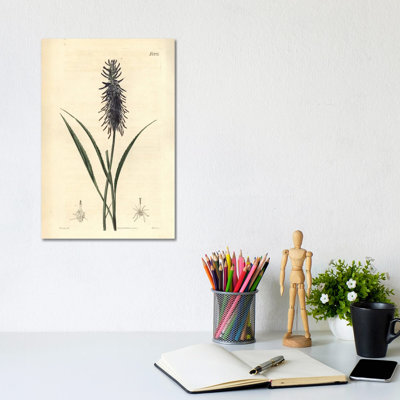 Scorzonera-Leaved Rampion, Phyteuma Scorzone by Florilegius - Gallery-Wrapped Canvas Giclée on Canvas