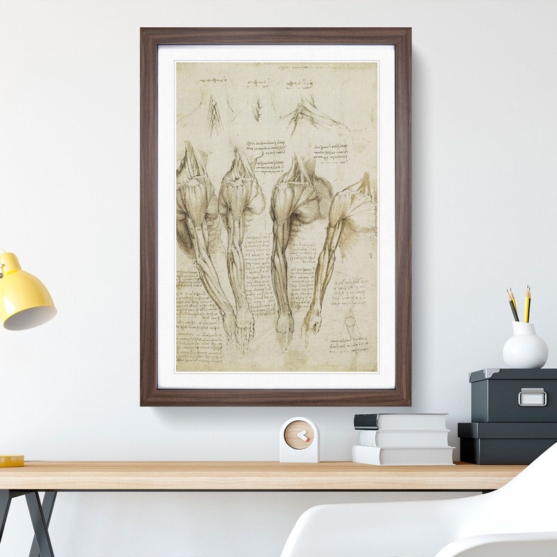 Human Anatomy Vol.8 by Leonardo Da Vinci - Picture Frame Drawing, 65cm H x 48cm W x 2cm D, Walnut Framed