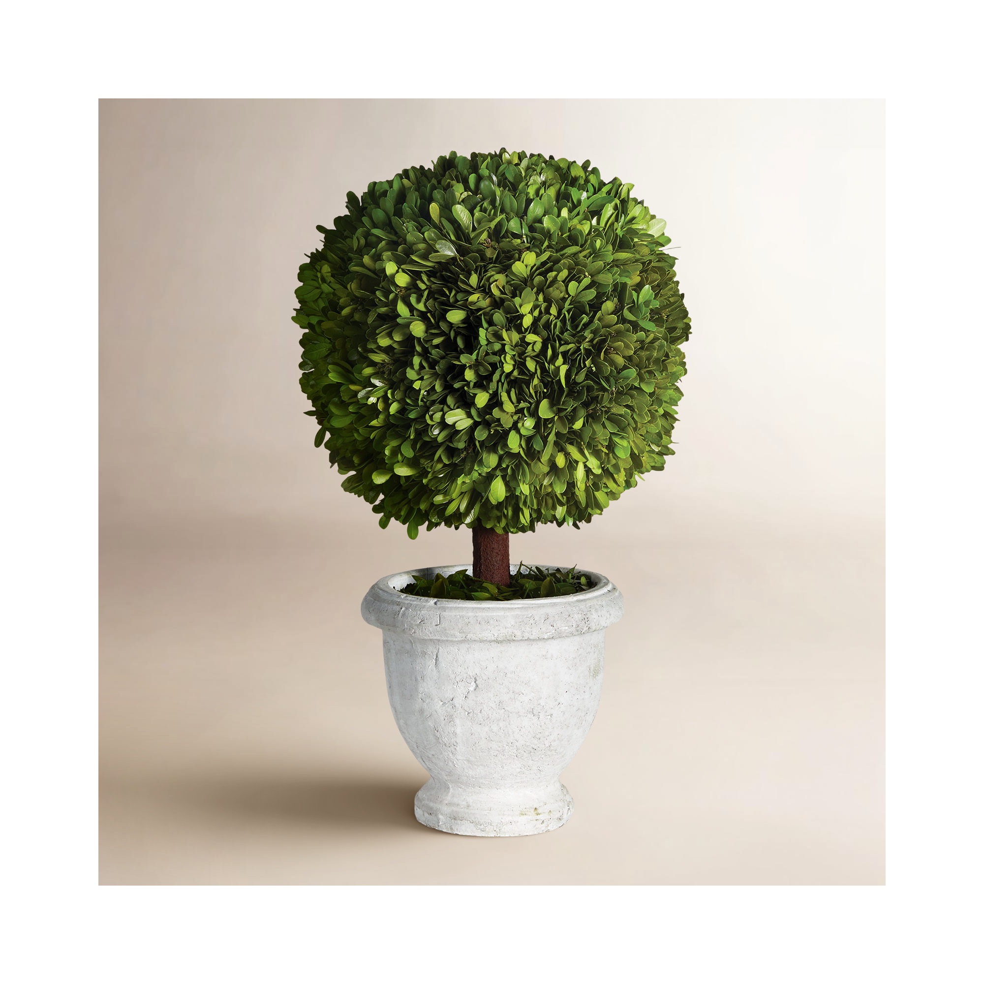 Alby Boxwood Topiary in Ceramic Pot, 20" H x 8.5" W x 8.5" D 