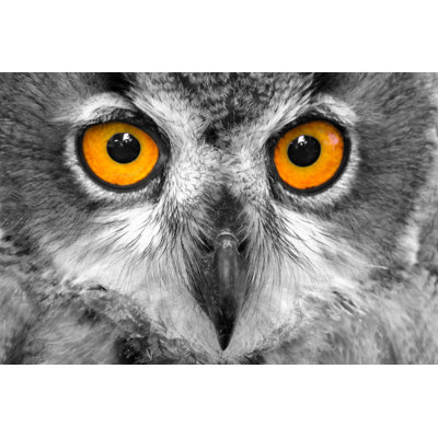Short Eared Owl - Wrapped Canvas Print