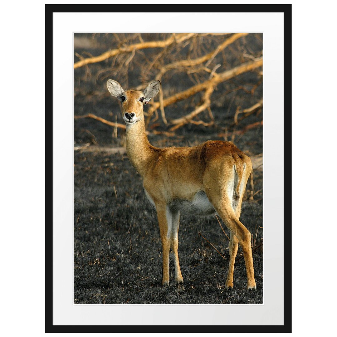 Gerahmtes Poster Weibliche Gazelle mit Jungtier