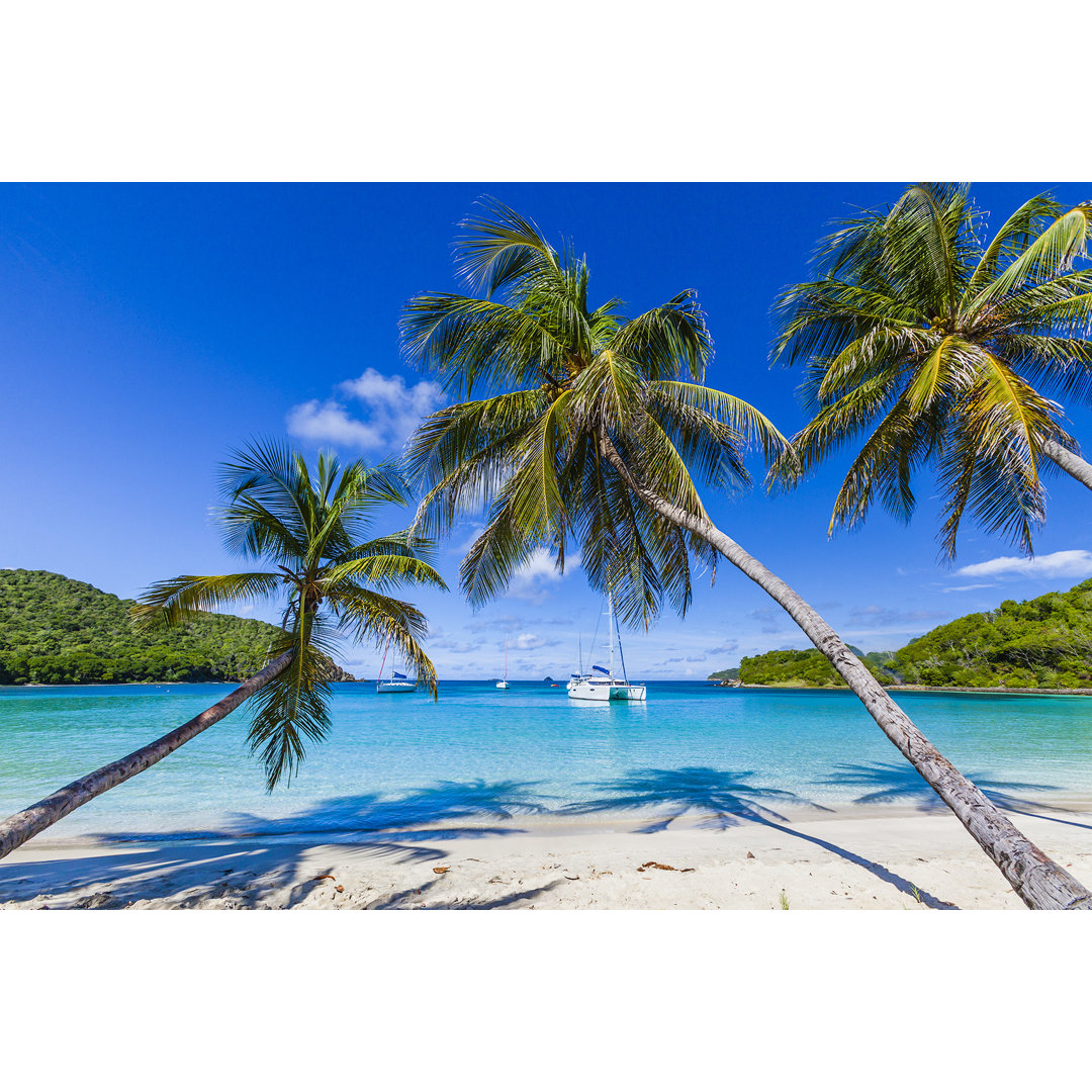 Leinwandbild Palm Trees Line Sandy Coastline von Flavio Vallenari