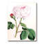 Fleur rose rétro - peinture sur toile-59815350-59815356