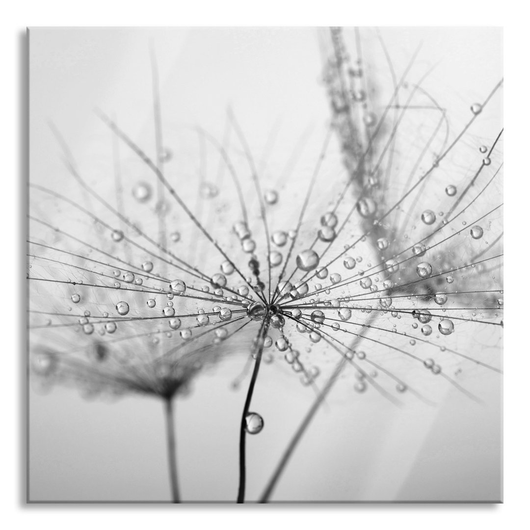 Glasbild Pusteblume bedeckt mit Tropfen