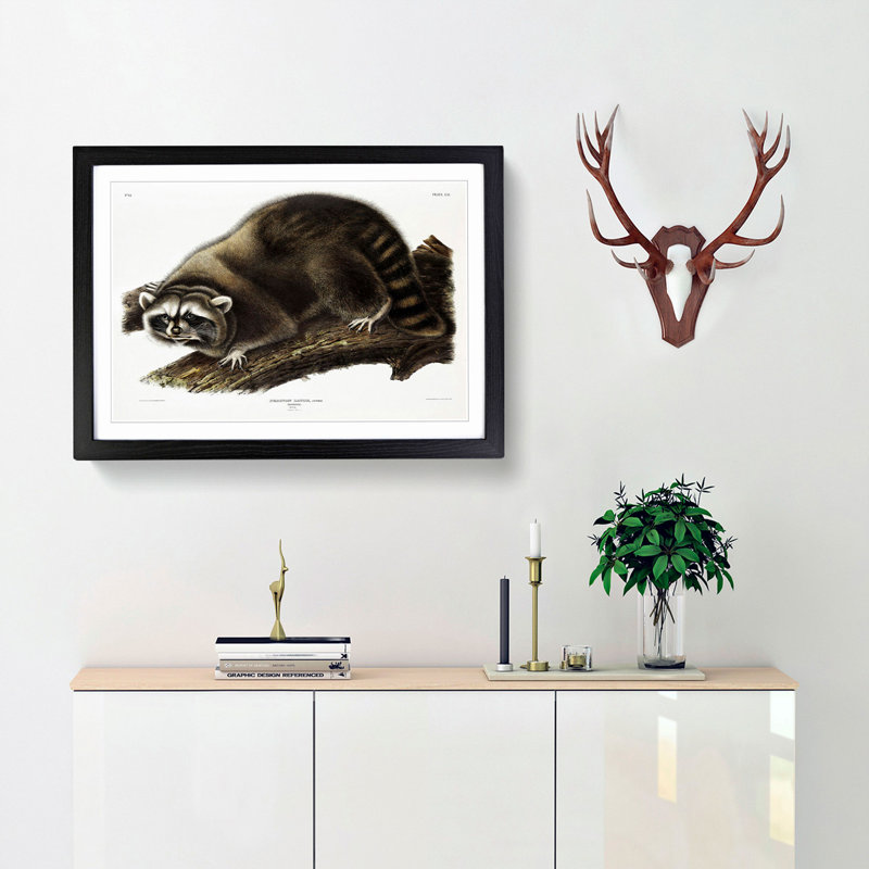 Raccoon by J.W. Audubon - Picture Frame Painting Print, Black, 50cm H x 76cm W x 2cm D